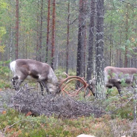 Nokipannu Panzió Pudasjärvi
